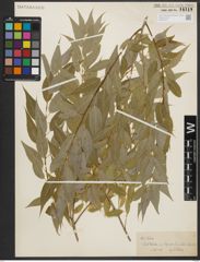 Foto von Salix L.